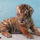 Fifth endangered Bengal tiger born in Havana National Zoo