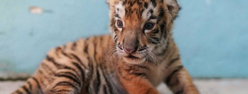 Un cinquième tigre du Bengale est né au zoo national de La Havane