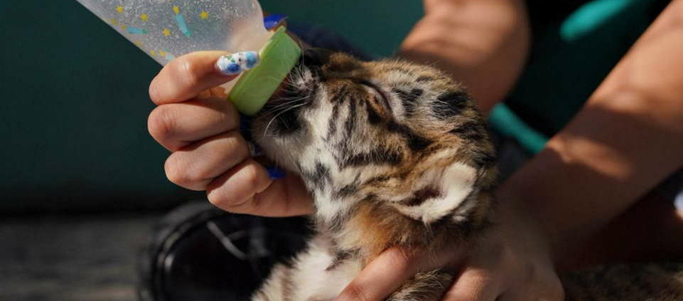 Un cinquième tigre du Bengale est né au zoo national de La Havane
