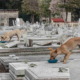 Havana Cemetery Dogs and their Caretakers