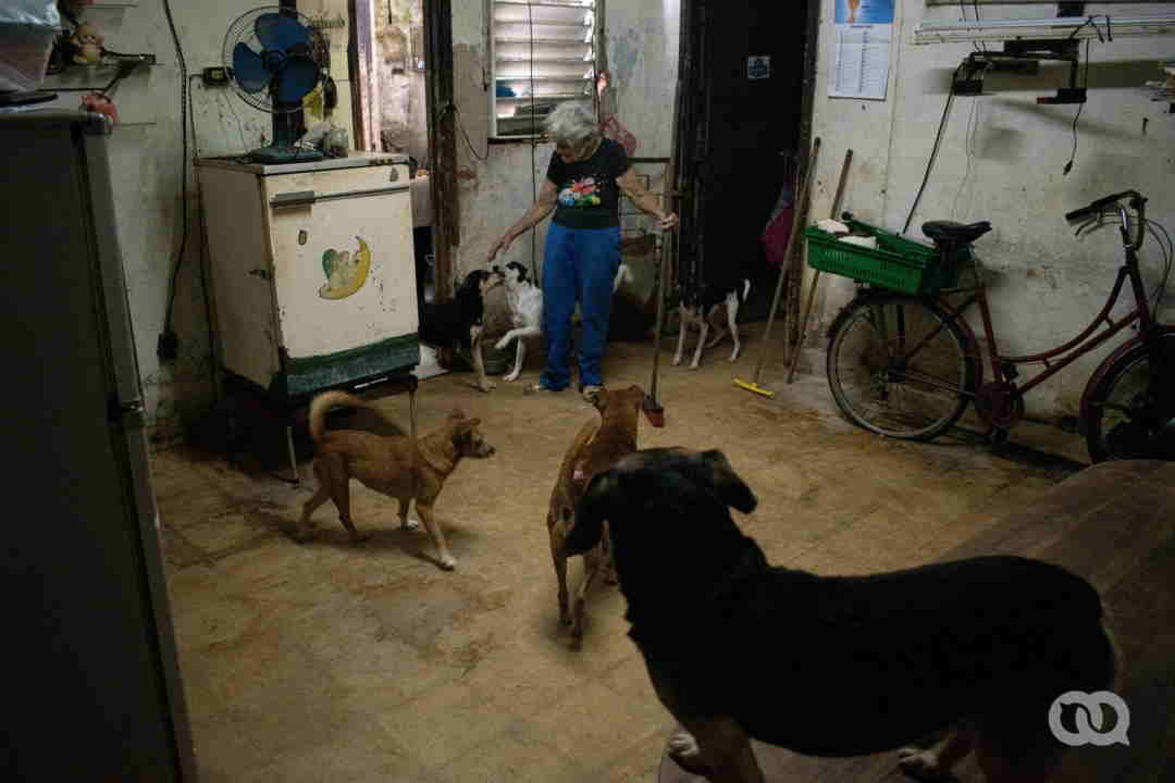 Havana Cemetery Dogs and their Caretakers 