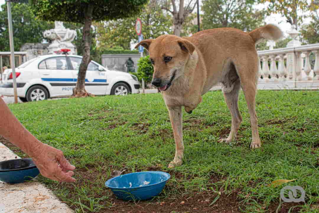 Havana Cemetery Dogs and their Caretakers 