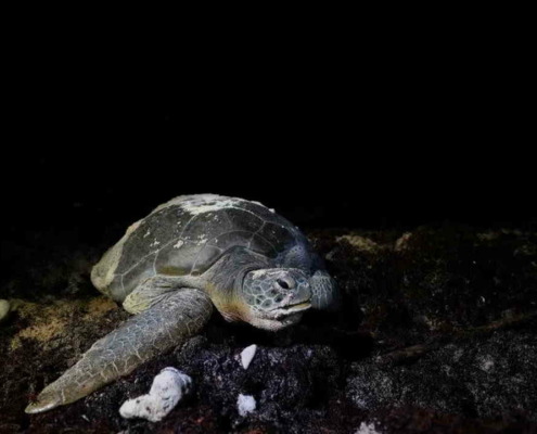 Tortugas marinas no pueden escapar del cambio climático