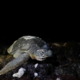 Les tortues marines ne peuvent pas échapper au changement climatique, pas même sur les plages lointaines de Cuba