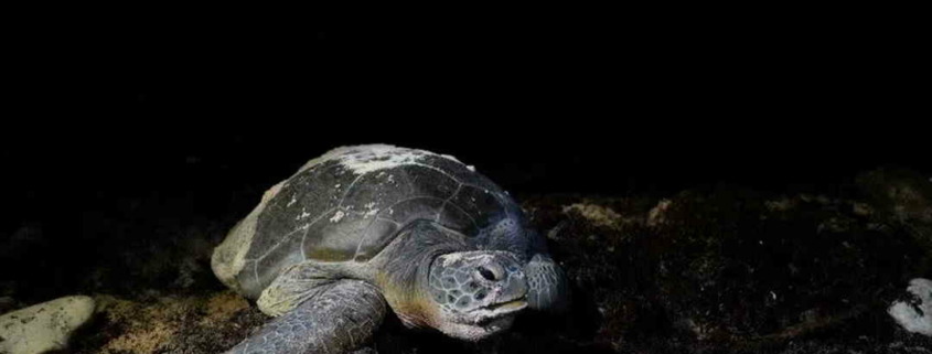 Sea turtles cannot escape climate change, not even on the distant beaches of Cuba