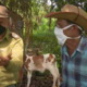 Robo de ganado en Cuba alcanza cifras alarmantes