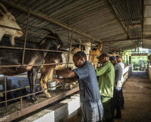 Reforms helping Cuban farmers, but many still struggle