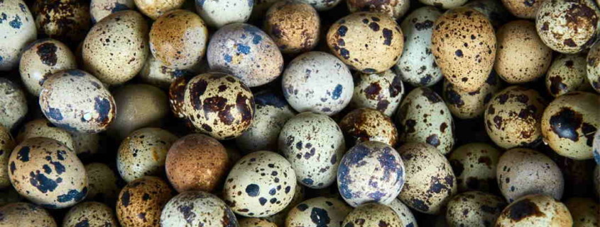 Cuba’s Latest: Quail Eggs Instead of Hens Laying