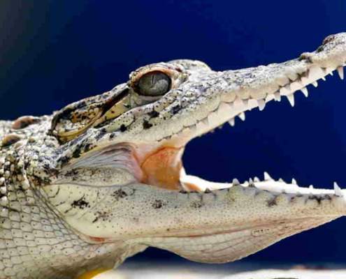 Cuban scientists race to save one of the world's rarest crocodiles