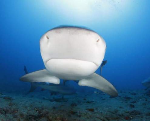 Cuba’s underwater tourism bet on swimming with bull sharks