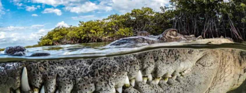 Cuban alligator picture wins international prize