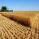 Russia donates 25,000 tonnes of wheat to Cuba