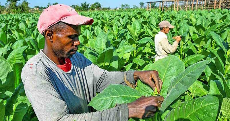 Cuba’s Vuelta Abajo tobacco region struggles after hurricane Ian