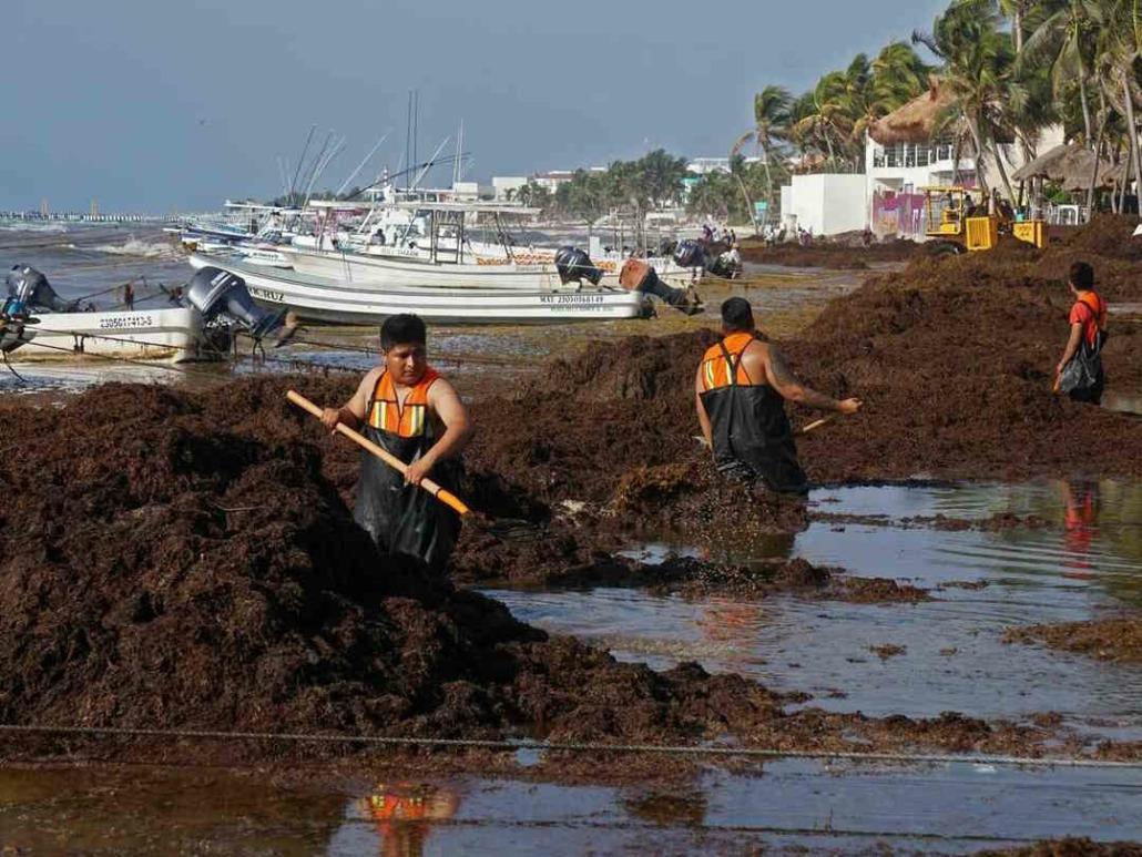 Sargassum Is Coming, what does it mean for Cuba?