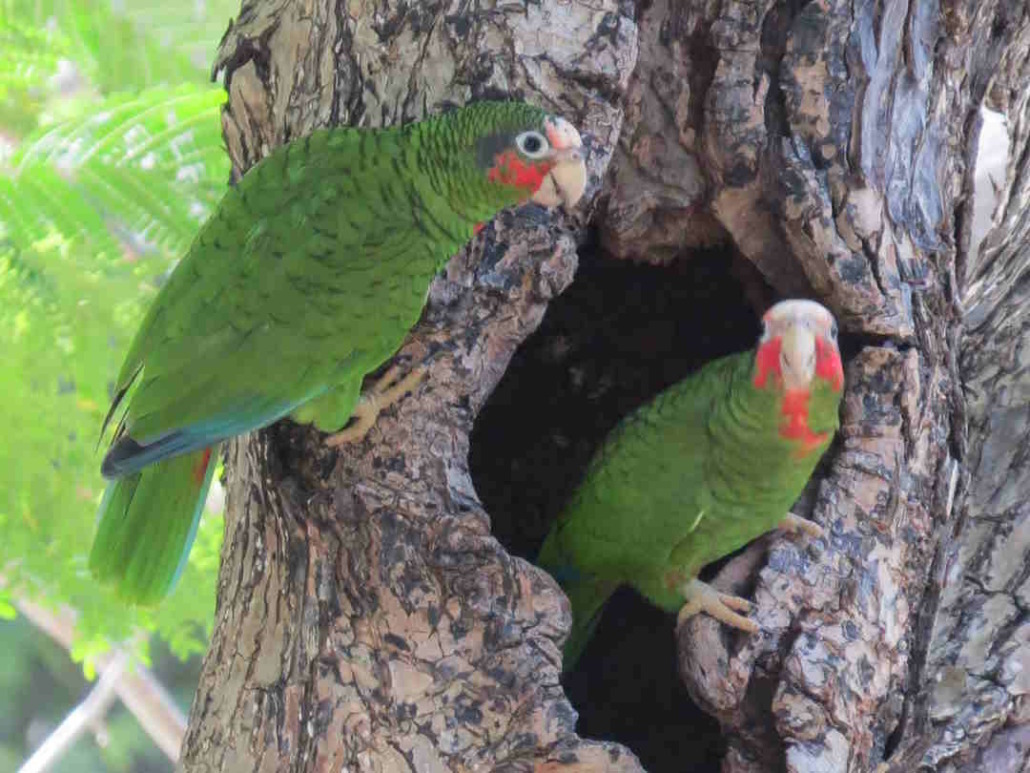 Cuban parrot is in serious danger of extinction 