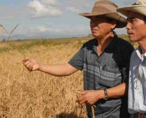 Vietnamese Abandon Their Successful Rice Project in Cuba