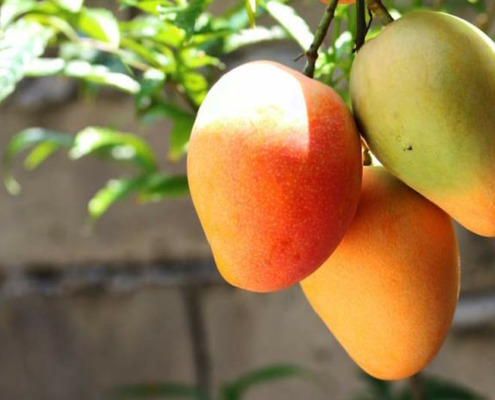 Rusia comienza a importar mangos fresco de Cuba