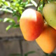 Rusia comienza a importar mangos fresco de Cuba