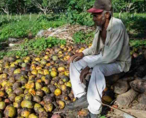 An Unprecedented Mango Harvest but…