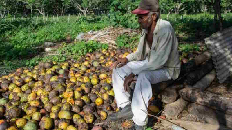 An Unprecedented Mango Harvest but…