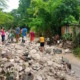 Reportan intensas lluvias que afectan el oriente de Cuba