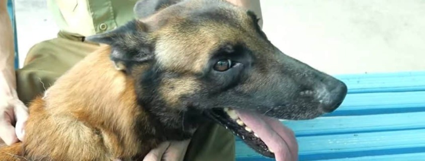 Hugo, el primer perro en obtener la medalla del MININT