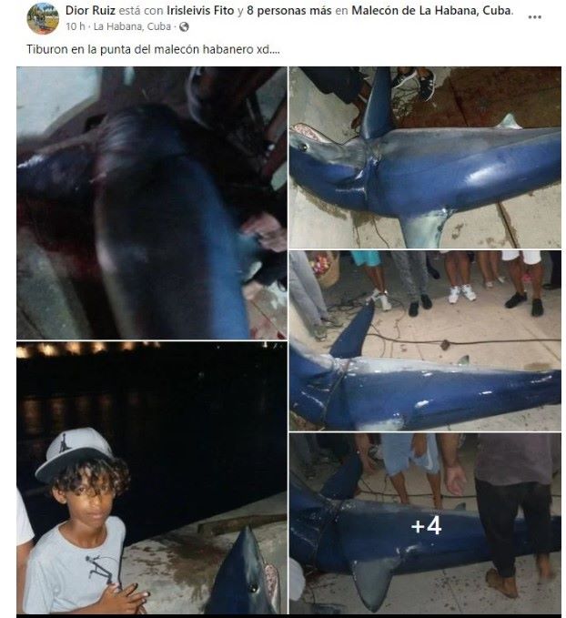 Huge blue shark caught off the coast of the Malecón in Havana