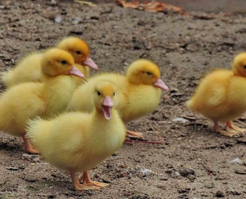 Cuba inicia la cría de patos pequineses como alternativa