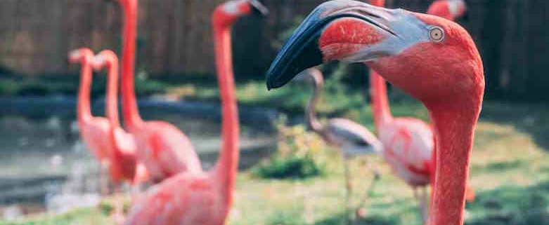 Flamingos from Cuba arrive in Florida due to Hurricane Idalia