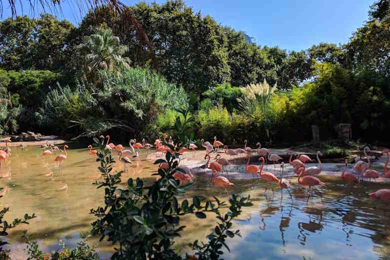 Flamingos from Cuba arrive in Florida due to Hurricane Idalia