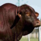 El hurto y los bajos nacimientos están acabando con las famosas vacas Gertrudis en Cuba