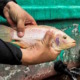 Aquaponics, an alternative to the shortage of fish in Cuba