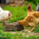 Criar 'gallinas semi rústicas y codornices': la solución del Gobierno