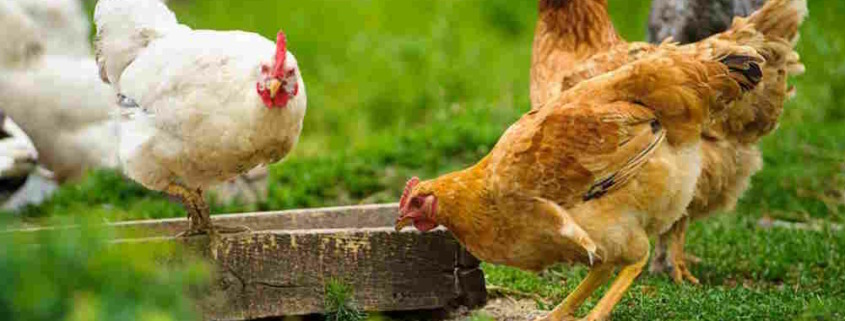 Criar 'gallinas semi rústicas y codornices': la solución del Gobierno