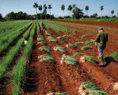 Cuban farmers 'We have no resources, there is no fuel' see their crops fall by 50%