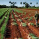 Los agricultores cubanos 'No tenemos recursos, no hay combustible' ven caer sus cosechas en un 50%