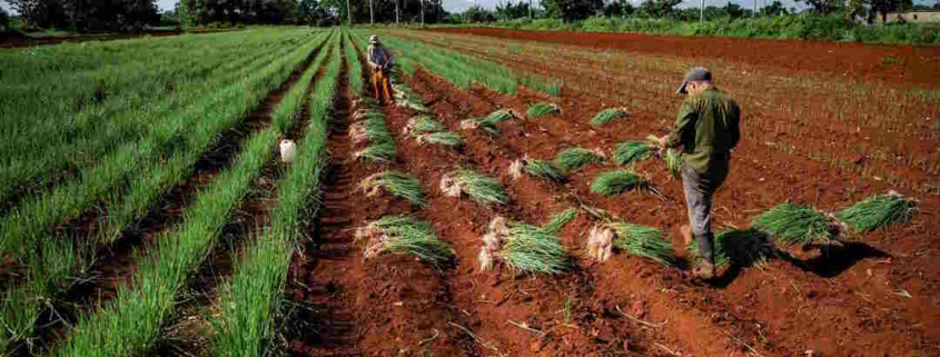 Cuban farmers 'We have no resources, there is no fuel' see their crops fall by 50%