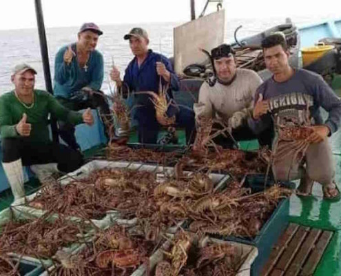 A state company from Camagüey captures lobster for export, in the fishless seas of Cuba