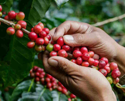 Coffee in eastern provinces: production begins, but delays are not pickt up