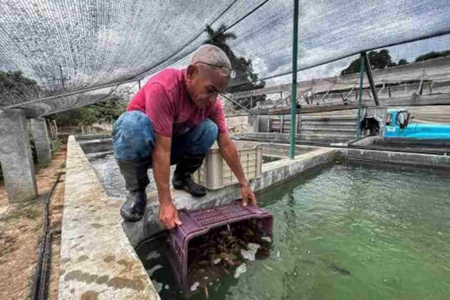 La acuaponía, una alternativa ante la escasez de pescado en Cuba
