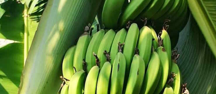 Empresa familiar cubana produce harinas de coco, yuca y plátano mientras escasez se agudiza