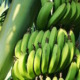 Empresa familiar cubana produce harinas de coco, yuca y plátano mientras escasez se agudiza