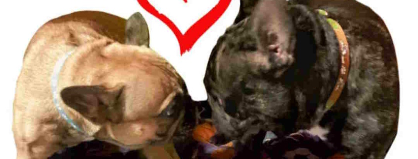 Rescatan a pareja de perritos robados en La Habana con operativo policial