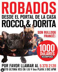  Rescatan a pareja de perritos robados en La Habana con operativo policial