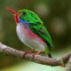 More than 400 species of birds have been reported from Cuba in eBird