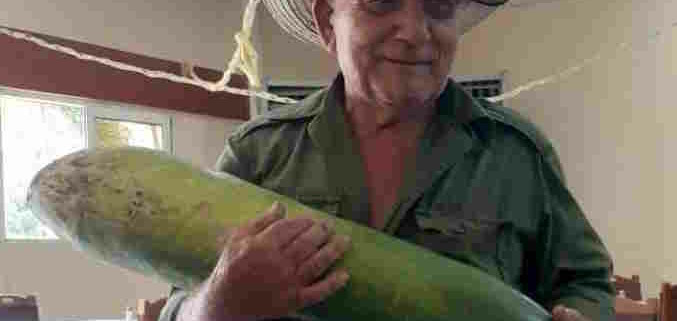 Campesino cubano cosecha pepino gigante de casi un metro