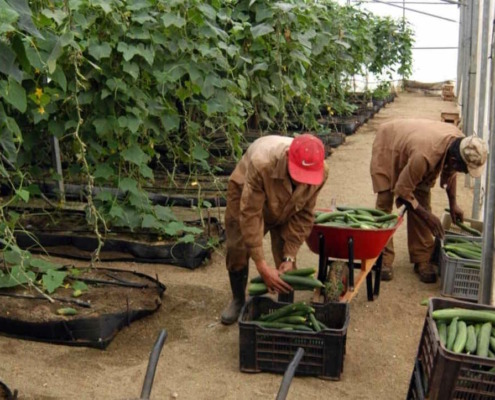 Food production in Cuba will be financed with more than 62 thousand euros by Japan