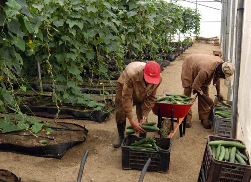 Food production in Cuba will be financed with more than 62 thousand euros by Japan