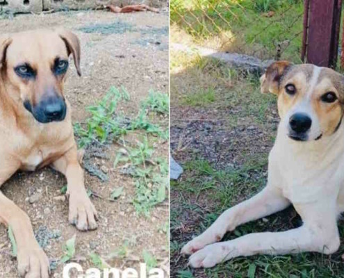 El Gobierno promete 'el máximo rigor' contra los cubanos acusados de matar perros para vender su carne