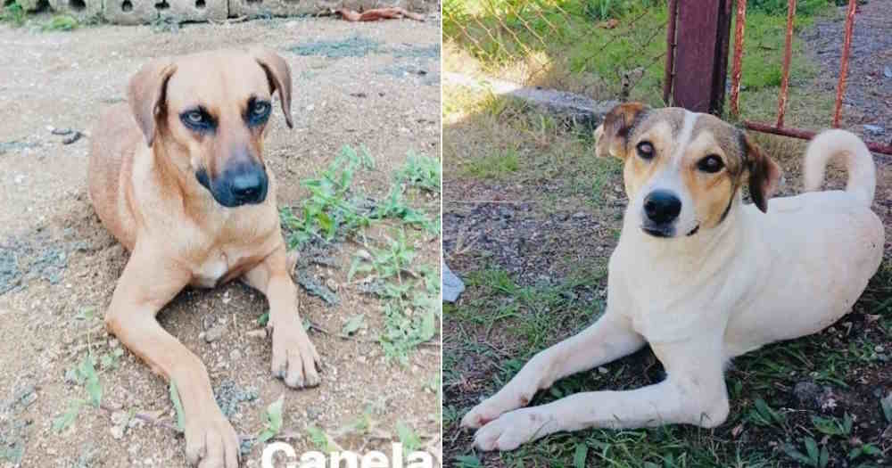 El Gobierno promete 'el máximo rigor' contra los cubanos acusados de matar perros para vender su carne